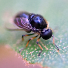 Acroceridae