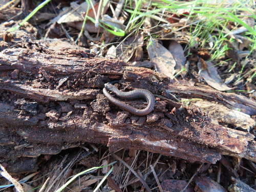 California Slender Salamander, Folsom, CA, USA, photo 9 of 10