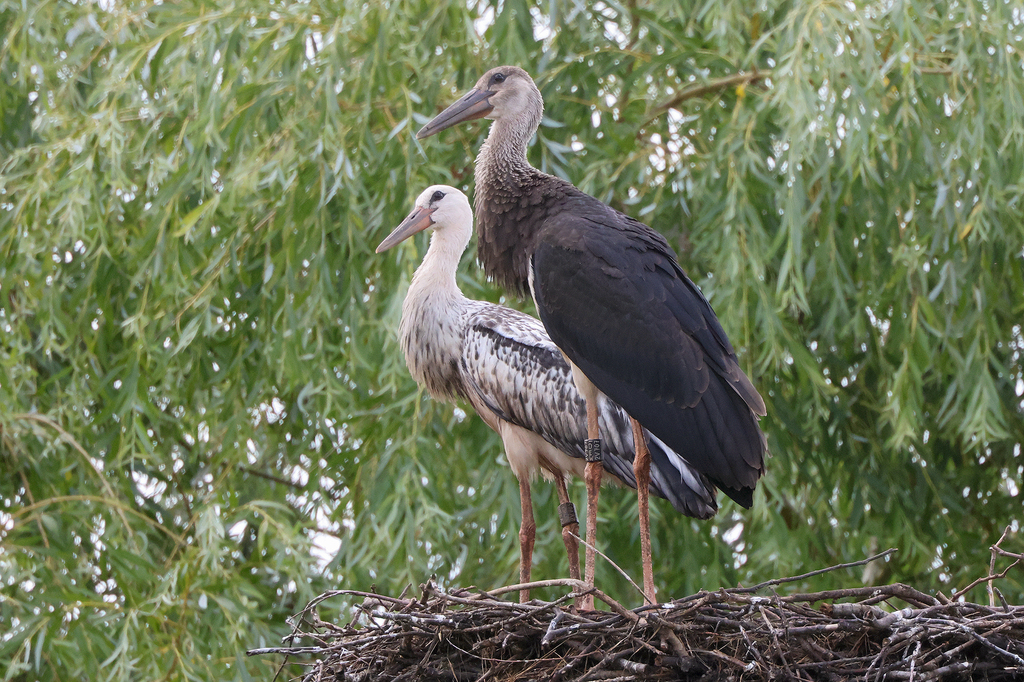 White × Black Stork from 29394 Lüder, Deutschland on August 5, 2023 at ...