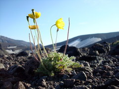 Papaver microcarpum