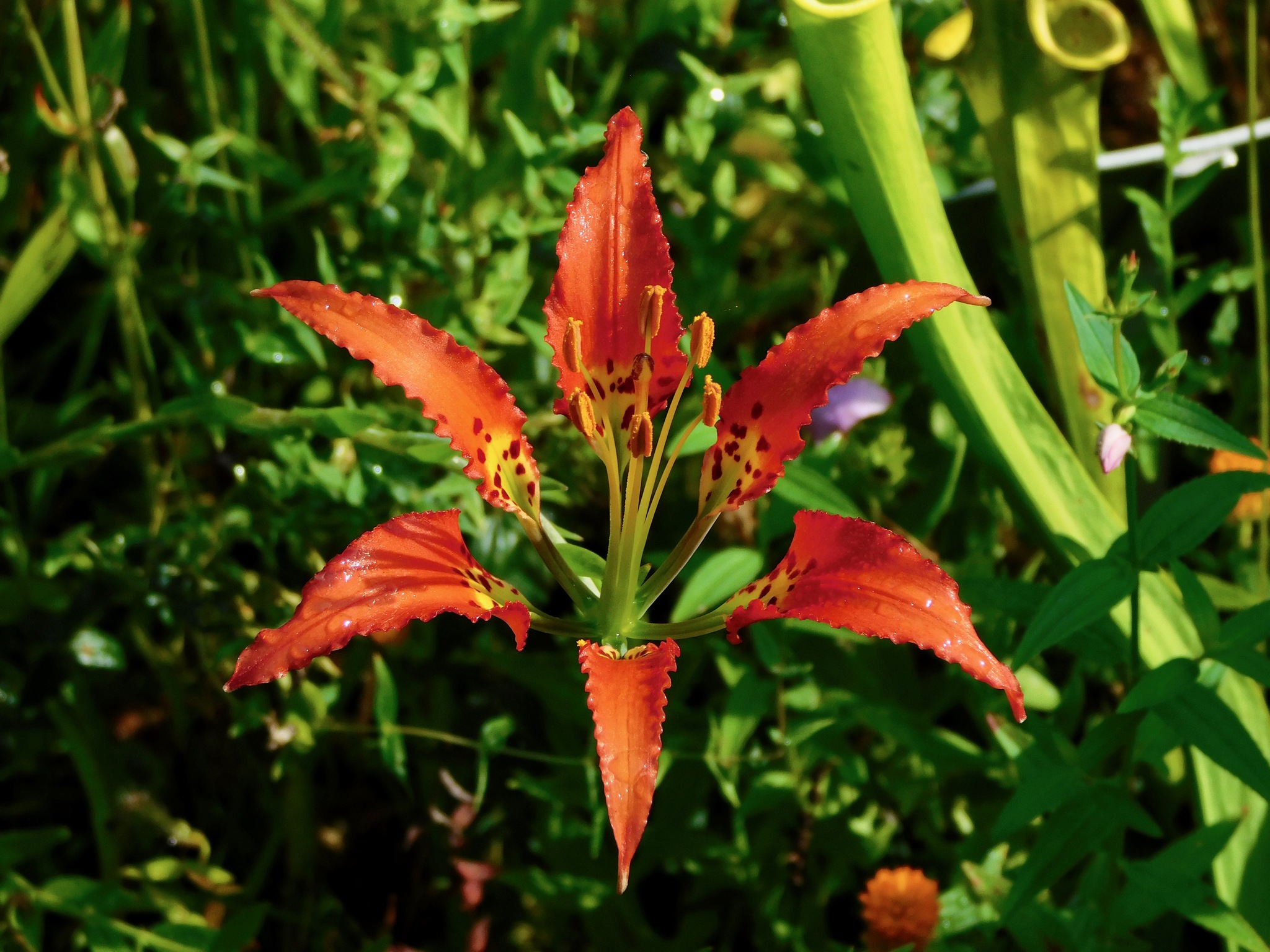 Lilium catesbaei