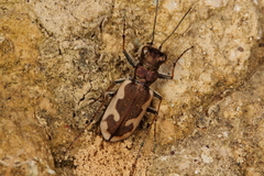 Neocicindela latecincta