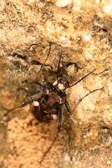 Neocicindela latecincta