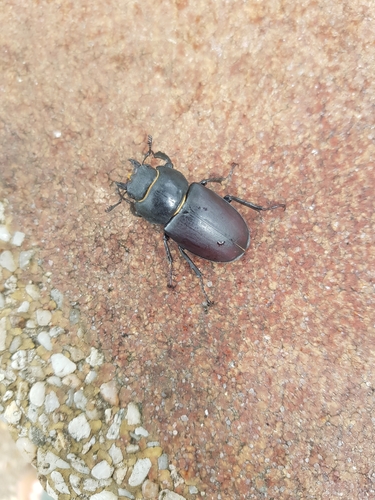 Lucanus cervus