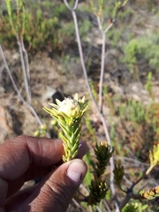 Leucadendron stellare