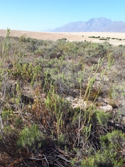 Leucadendron stellare