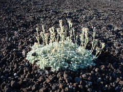 Artemisia glomerata
