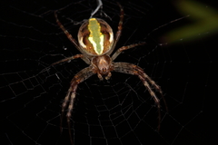 Novaranea queribunda