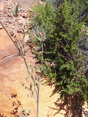 Erica glauca glauca