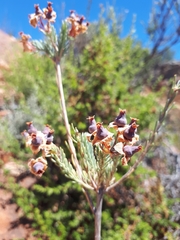 Erica glauca glauca
