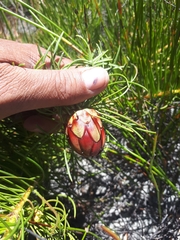 Protea pityphylla