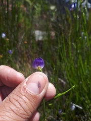 Psoralea rigidula