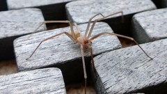 Loxosceles rufescens