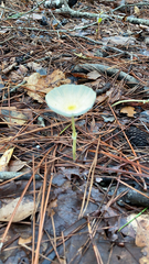 Leucocoprinus fragilissimus image