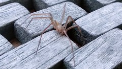 Loxosceles rufescens