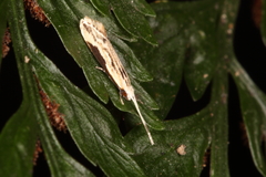 Sagephora phortegella