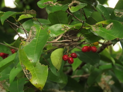 Huberantha nitidissima
