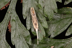 Sagephora phortegella