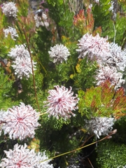 Serruria pedunculata