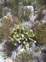 Serruria pedunculata