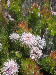 Serruria pedunculata