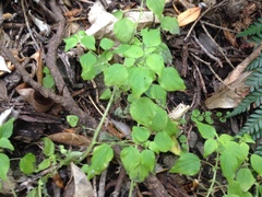 Parietaria debilis