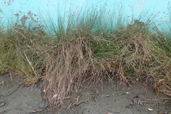 Fimbristylis polytrichoides