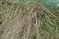 Fimbristylis polytrichoides