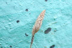 Fimbristylis polytrichoides