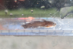 Cuttailed Bullhead photo 4