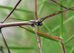Anophelepis telesphorus