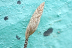 Fimbristylis polytrichoides
