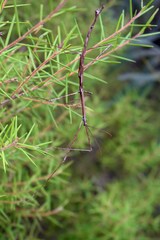 Anophelepis telesphorus