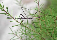 Anophelepis telesphorus