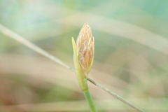 Fimbristylis polytrichoides