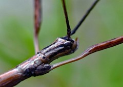 Anophelepis telesphorus