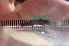Cuttailed Bullhead photo 5