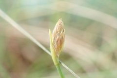 Fimbristylis polytrichoides