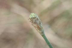 Fimbristylis polytrichoides