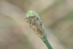Fimbristylis polytrichoides