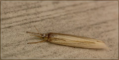 Orocrambus angustipennis