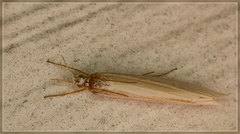 Orocrambus angustipennis