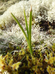 Toxicoscordion venenosum