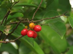 Huberantha nitidissima