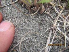 Anoteropsis litoralis