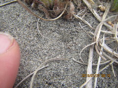 Anoteropsis litoralis