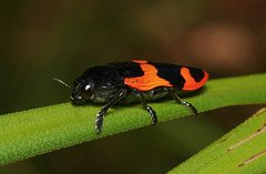 Castiarina bremei