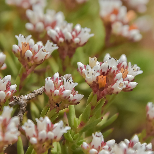 Crassula intermedia