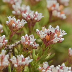 Crassula dependens
