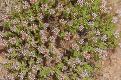 Crassula dependens